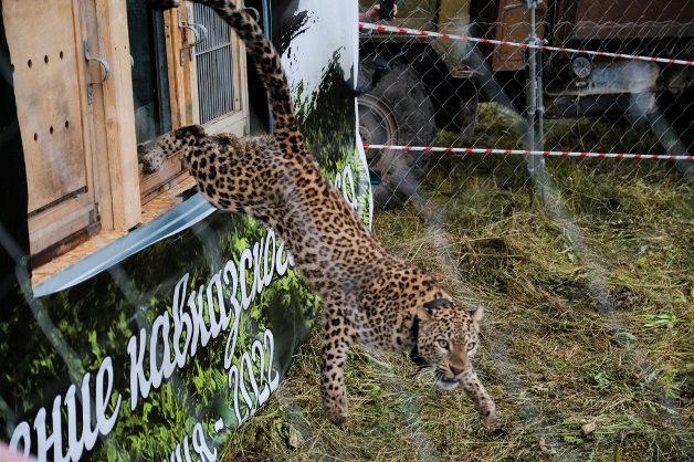 Три леопарда, родившиеся в неволе, обрели вольную жизнь в Северной Осетии