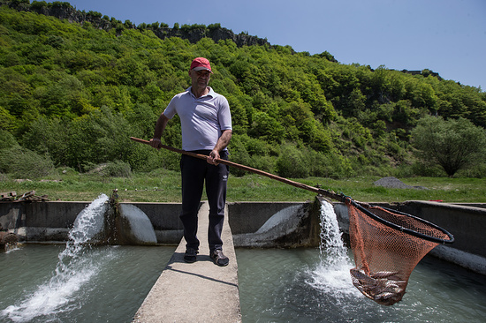 Производство рыбы в Северной Осетии за полгода увеличилось в 1,7 раза