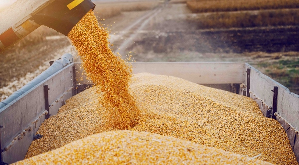 Экспорт зерна из Северной Осетии увеличился на 60%