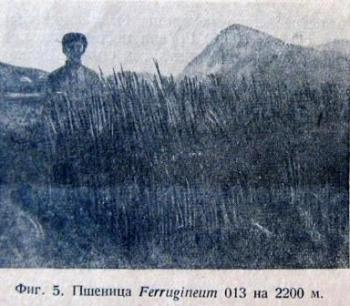 До Великой Отечественной в горах Южной Осетии успешно выращивали пшеницу