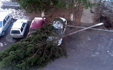 В столице Северной Осетии дерево упало на припаркованные автомобили