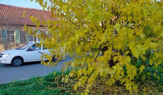 Сумасшедший ноябрь и новый погодный рекорд во Владикавказе